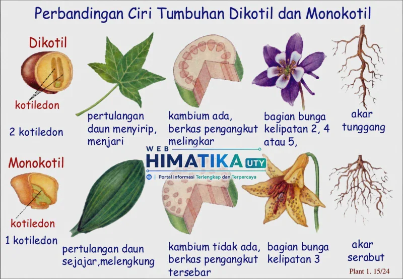 Perbedaan Tumbuhan Monokotil dan Dikotil