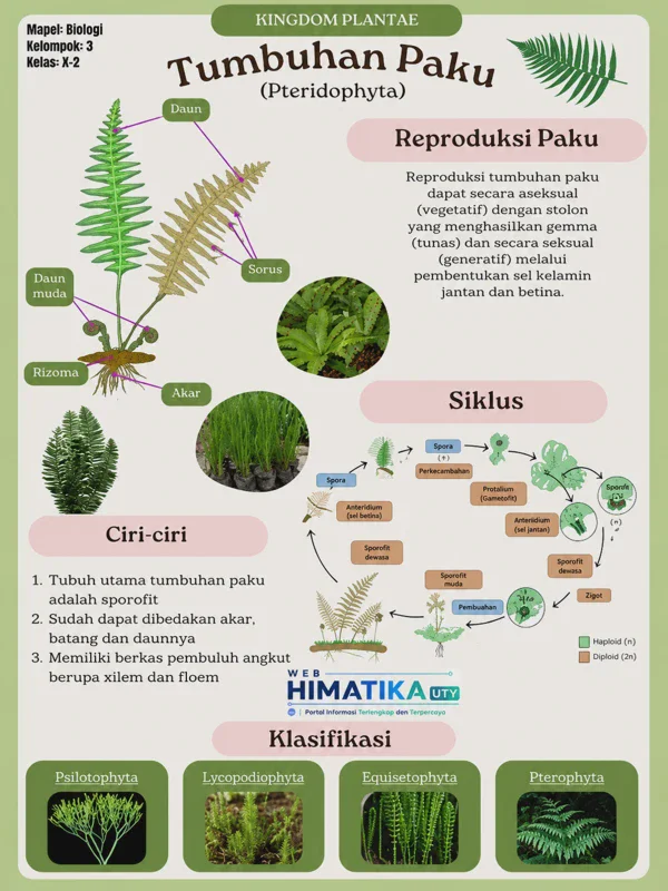 Ciri-ciri tumbuhan paku