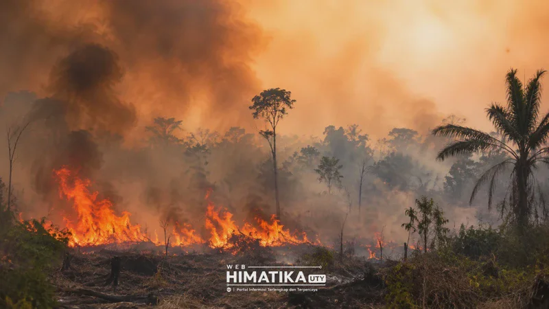Dampak Karhutla Kalimantan: Orangutan Masuk Permukiman Ketapang