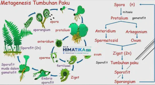 metagenesis tumbuhan paku