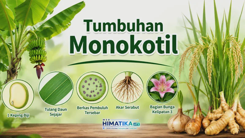 Tumbuhan Monokotil: Pengertian, Ciri-Ciri, Klasifikasi, Contoh, dan Perbedaannya
